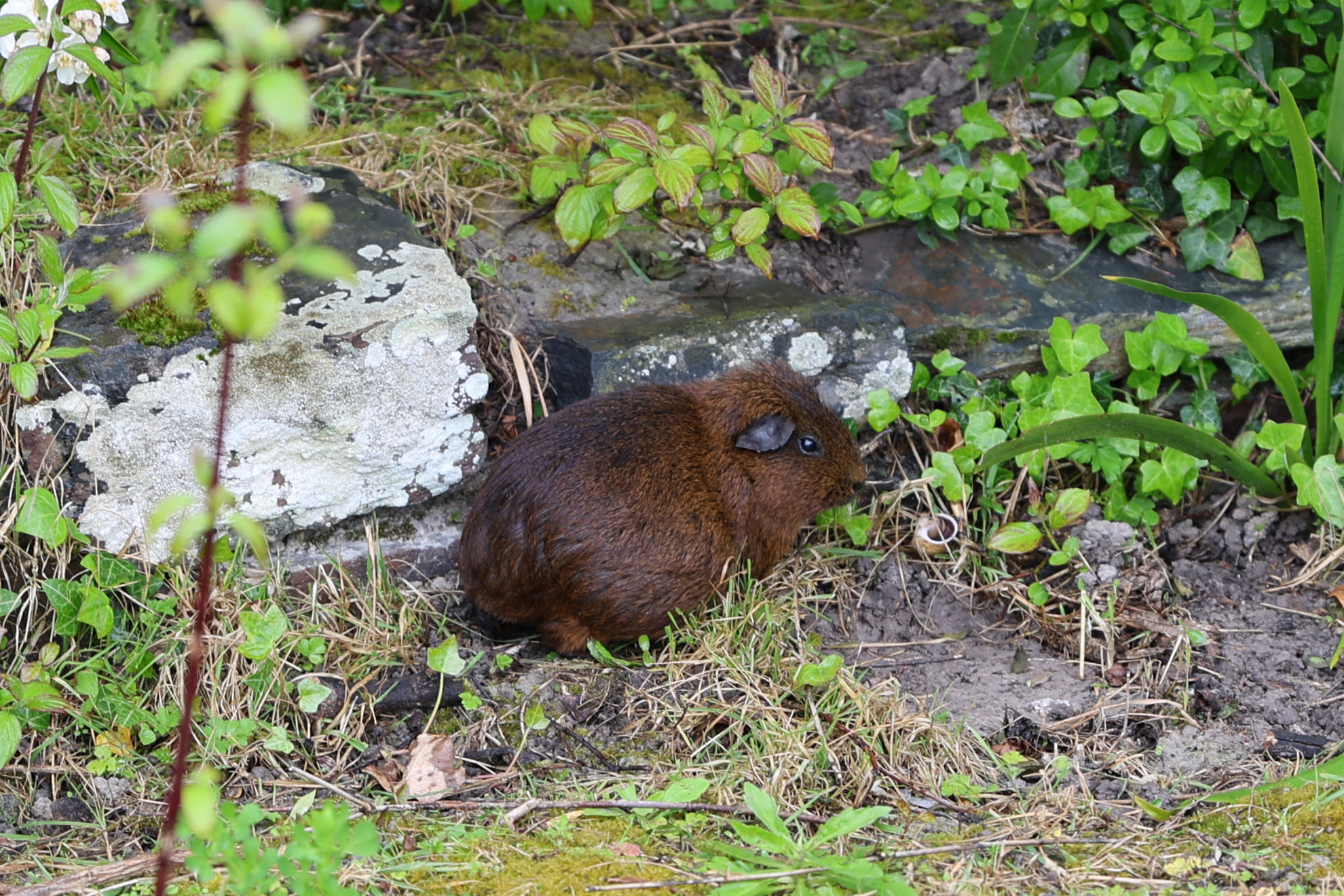 乌龟区的草坪上还养了两只豚鼠