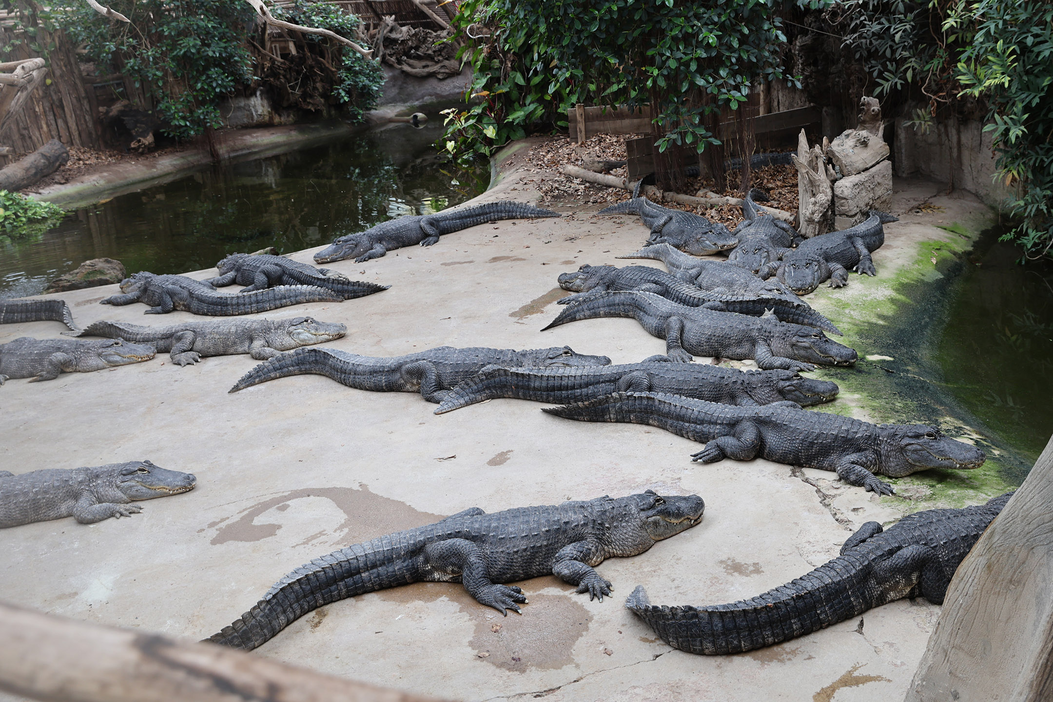 一群看着很慵懒的鳄鱼
