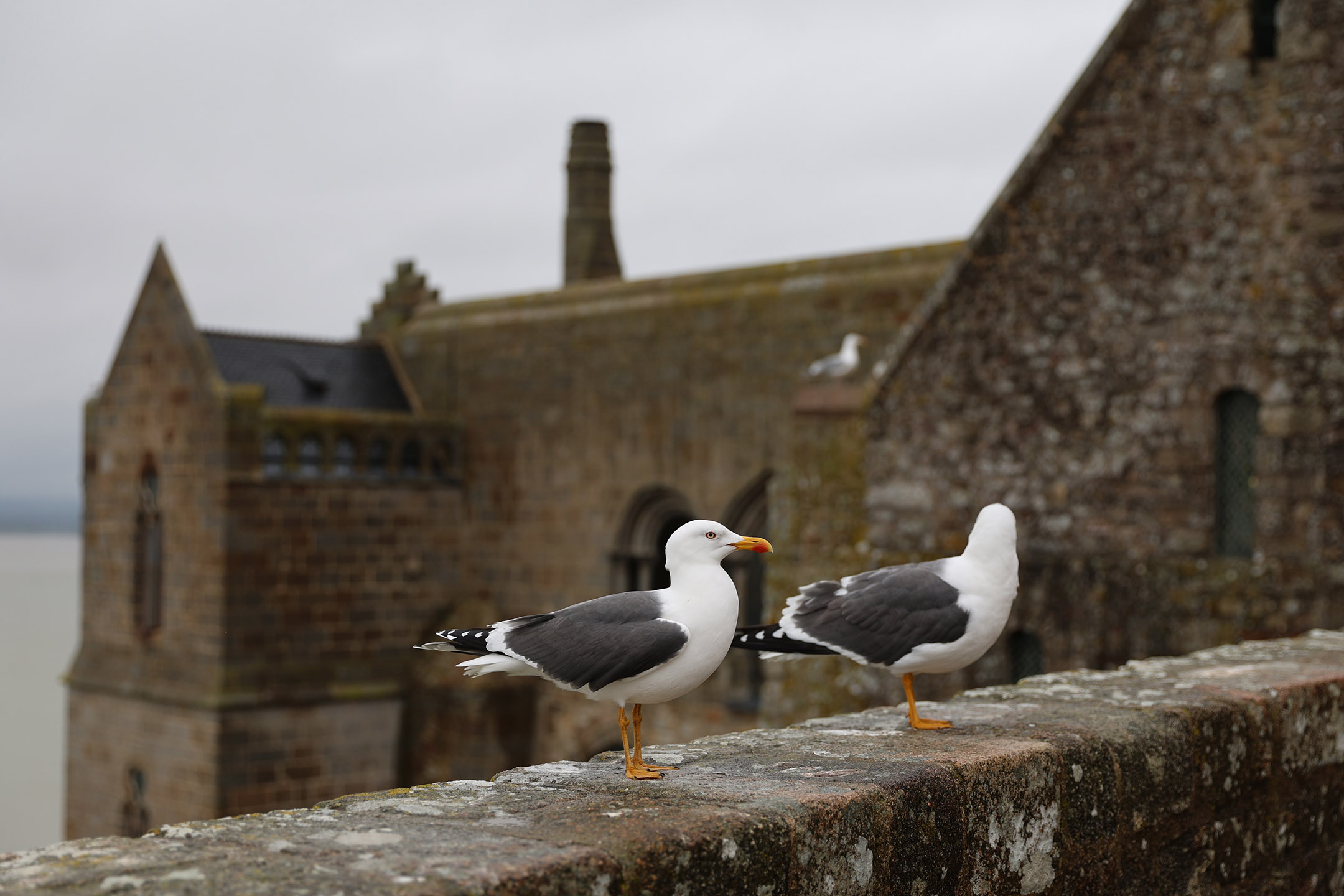 修道院外的海鸥为什么这么大