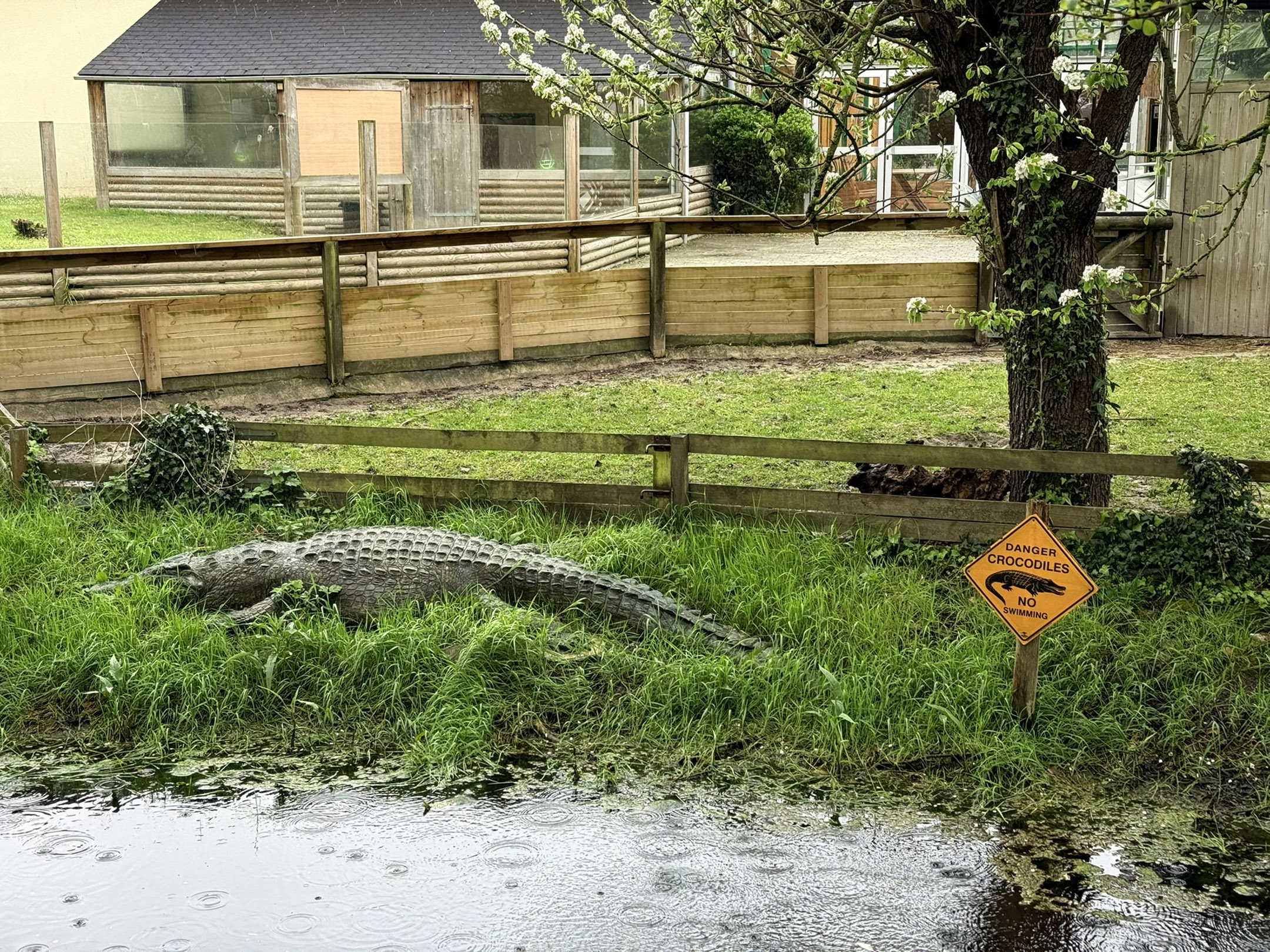 鳄鱼危险，禁止游泳