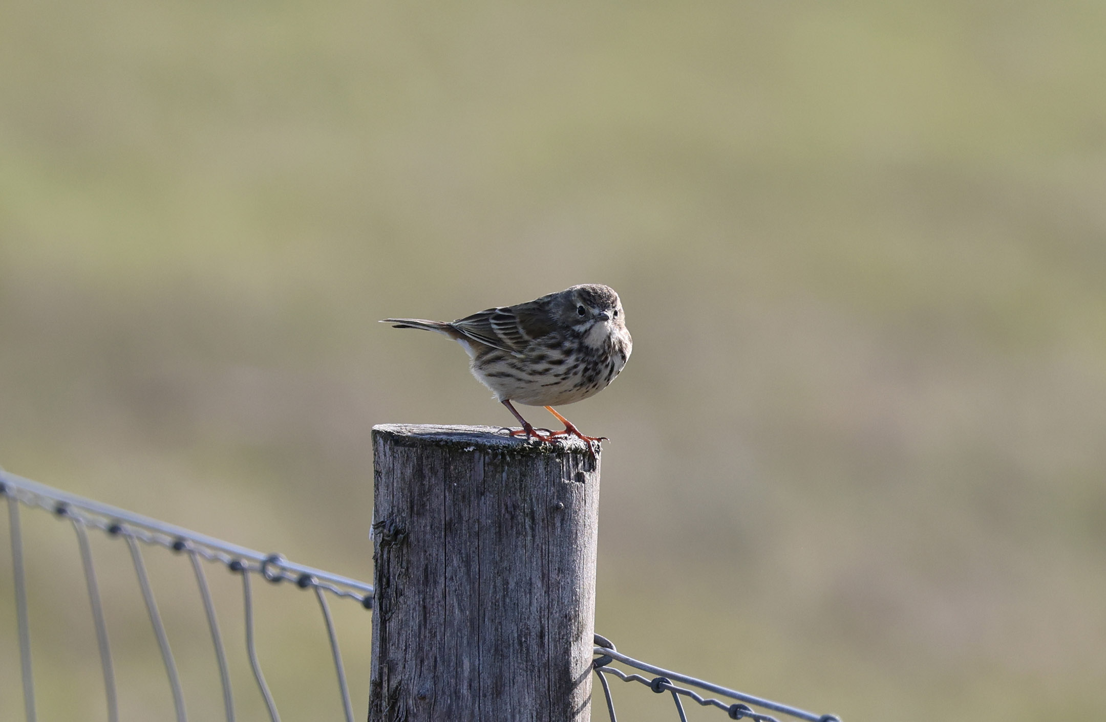 可爱的圆滚滚的草地鹨