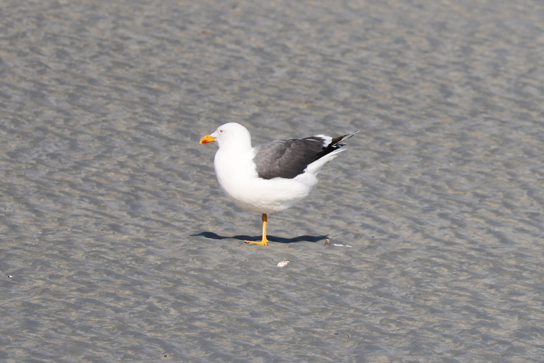 坐在滩涂上动作迷惑的海鸥