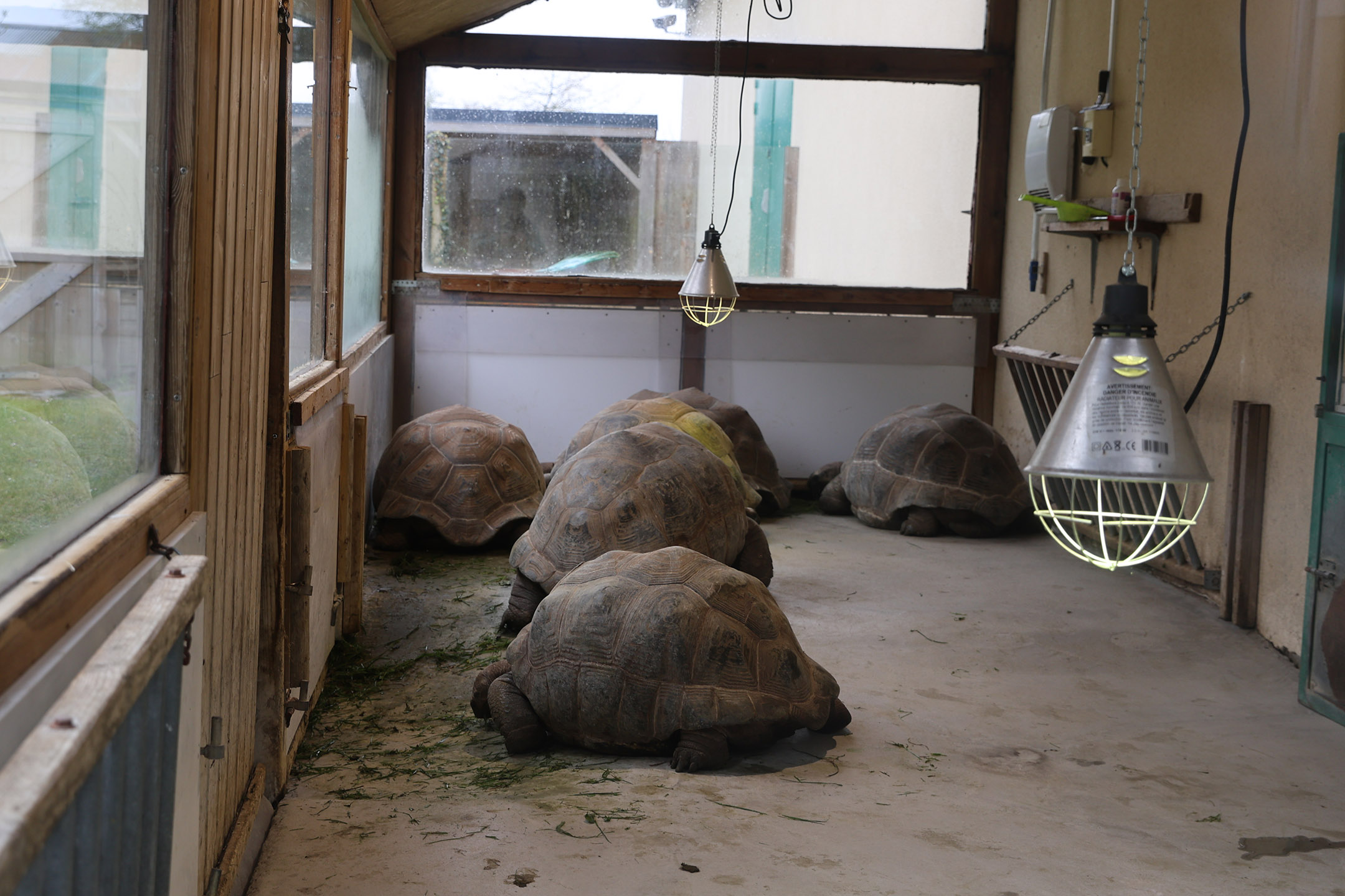 巨大的亚达伯拉象龟