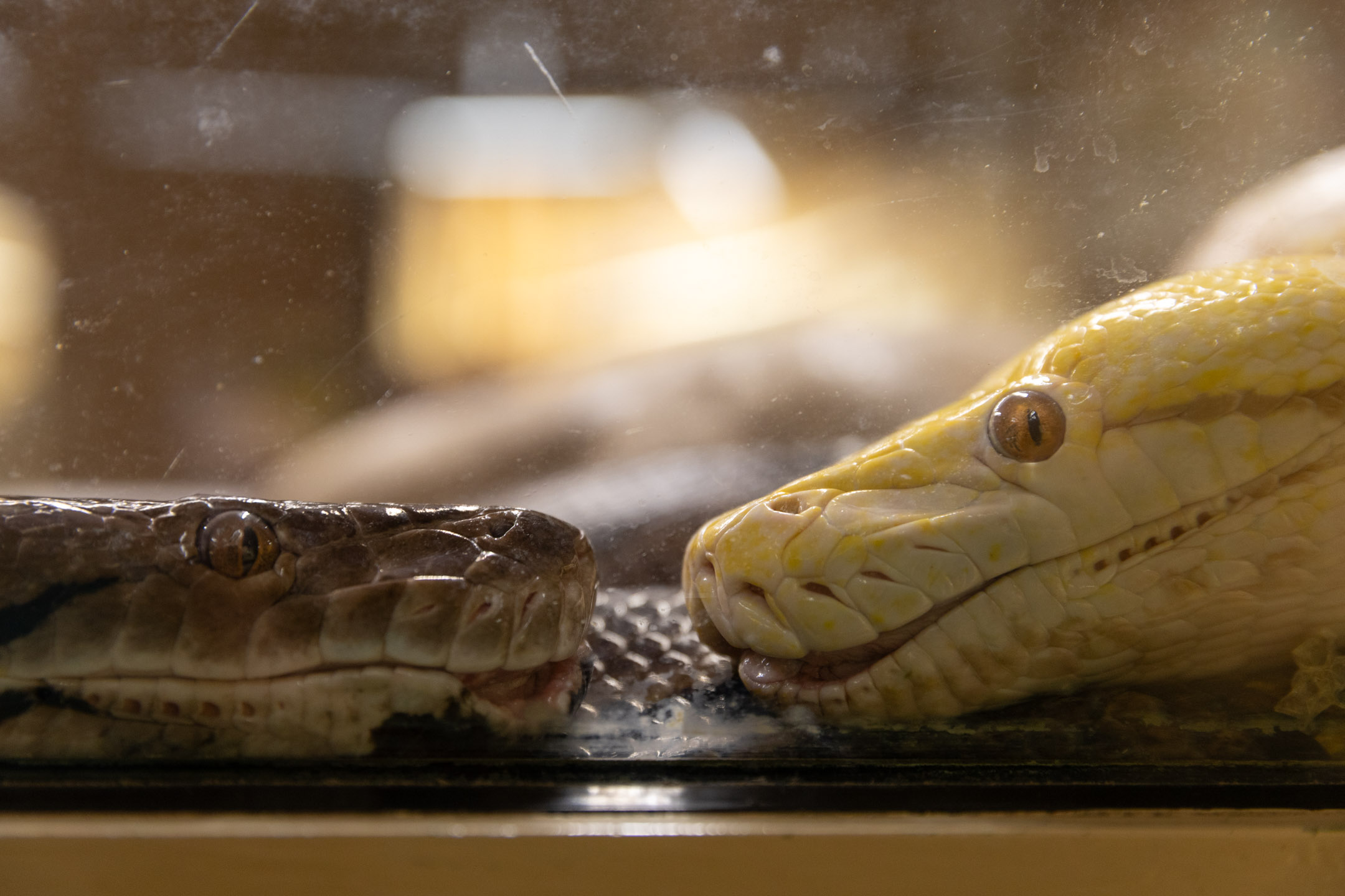 两个版本的Python